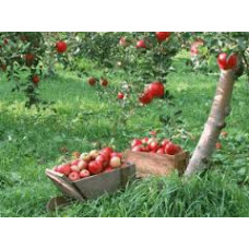 Полив плодовых и ягодных культур