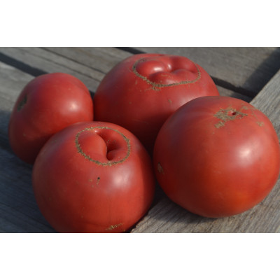 Томат Доктор Лайл Томат Доктор Лайл