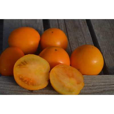 Томат Гном Хаски золотой отбор(Husky gold select dwarf) Томат Гном Хаски золотой отбор(Husky gold select dwarf)