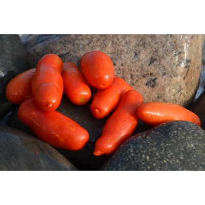 Томат Весёлый гном Томат Весёлый гном