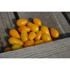 Томат Ильди Томат Ильди