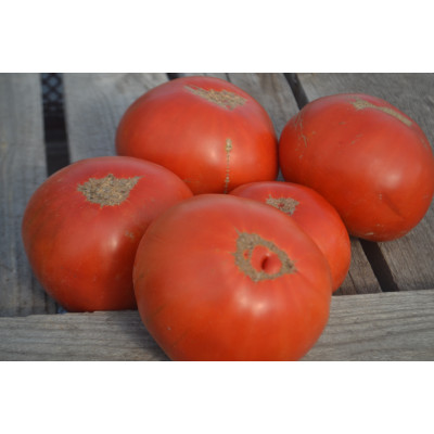 Томат Алтайская полуница Томат Алтайская полуница