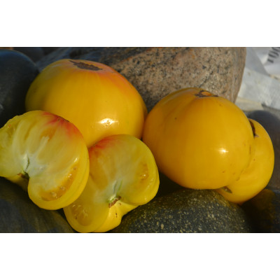 Томат Большое лимонное сердце Томат Большое лимонное сердце