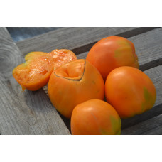 Томат Илка Томат Илка