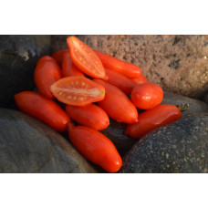 Томат Кибиц Томат Кибиц