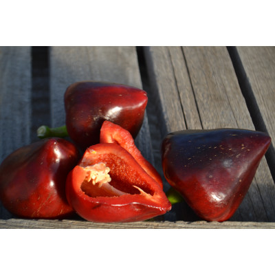 Перец сладкий Леся пурпурная Перец сладкий Леся пурпурная