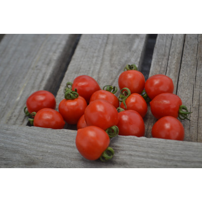 Томат Милашка Томат Милашка