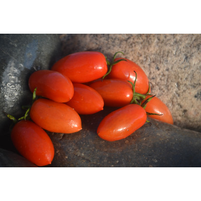 Томат Патрон Томат Патрон