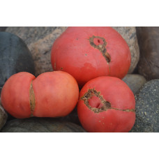 Томат Тидвел немецкий Томат Тидвел немецкий