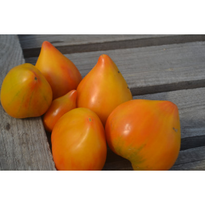 Томат Волшебные шляпы тётушки Гретель Томат Волшебные шляпы тётушки Гретель