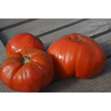 Томат Рим Томат Рим