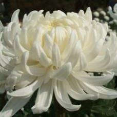 Хризантема корейская Лебединое перо