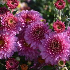 Саженцы хризантемы Английская розовая