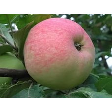 Яблоня крупноплодная Мелба
