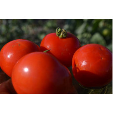 Семена помидоров Яблонька России