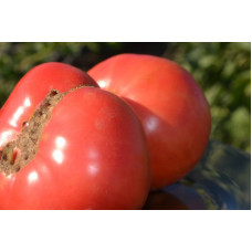 Семена помидоров Колхозные