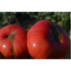 Семена помидоров Малиновый исполин