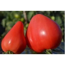 Семена помидоров Орлинное сердце