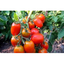 Семена помидоров Петруша огородник