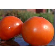Семена помидоров Русский богатырь