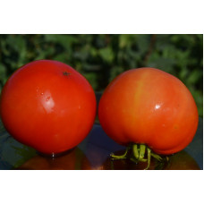 Семена помидоров Санька