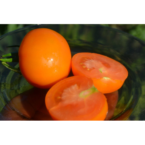 Купить семена томатов Санька золотой-частный питомник Наш сад