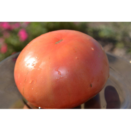 Томат т 34 купить. Томат т-34 f1. Семена томатов-Рыжик. Томат Дули. Шарики белые на стволе помидор.