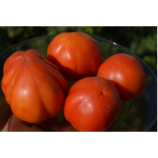 Семена помидоров Толстый монах