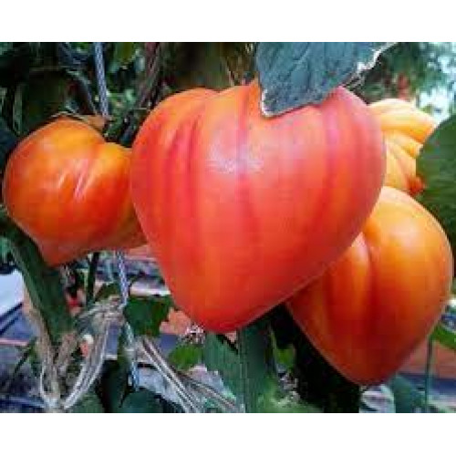  семена томатов Золото инков-частный питомник Наш сад