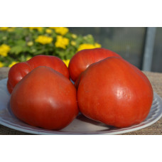 Томат Гном Сердце Скарлетт (Dwarf  Scarlett Heart)
