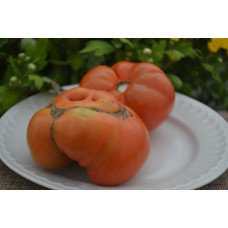 Семена помидоров Гном Варатах (Dwarf Waratah)