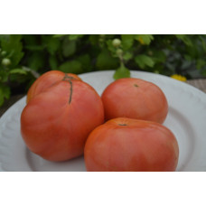 Семена помидоров Гном Юкон квест (Dwarf Yukon Qwest)