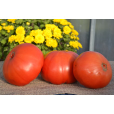 Семена помидоровЯблочный Люкко( Jabucar Lucko ) 