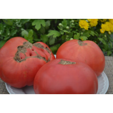 Семена помидоров Кавказец