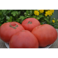 Семена помидоров Киевлянка