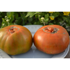Семена помидоров Кленовый сироп (Le Sirop D`erable)