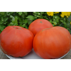 Семена помидоров Краснодарский гигант