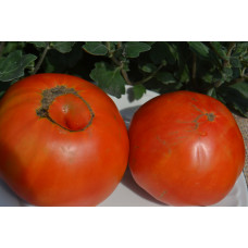 Семена помидоров Минусинские крупные