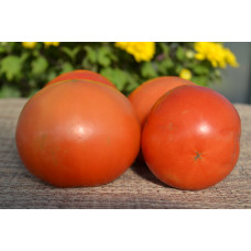 Семена помидоров Настёна