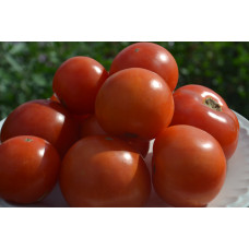 Семена помидоров Обжора