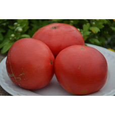 Семена помидоров Сандул молдавский