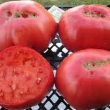 Семена помидоров Болгарская хала