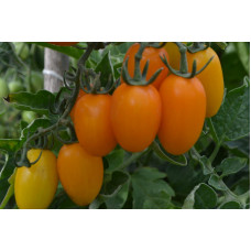 Семена помидоров Финик оранжевый