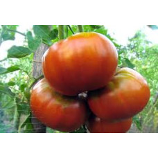 Семена помидоров Испанский гигант
