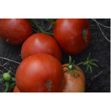 Семена помидоров Юсуповские