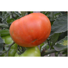 Семена помидоров Казахстанский домашний