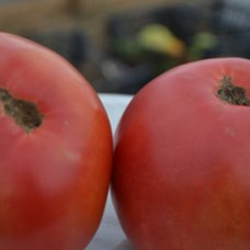 Семена помидоров Коммерсант