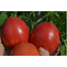 Семена помидоров Крымская пипочка