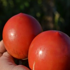 Семена помидоров Кустанайская пипочка