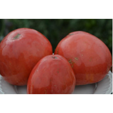 Семена помидоров Минусинский Мазарини